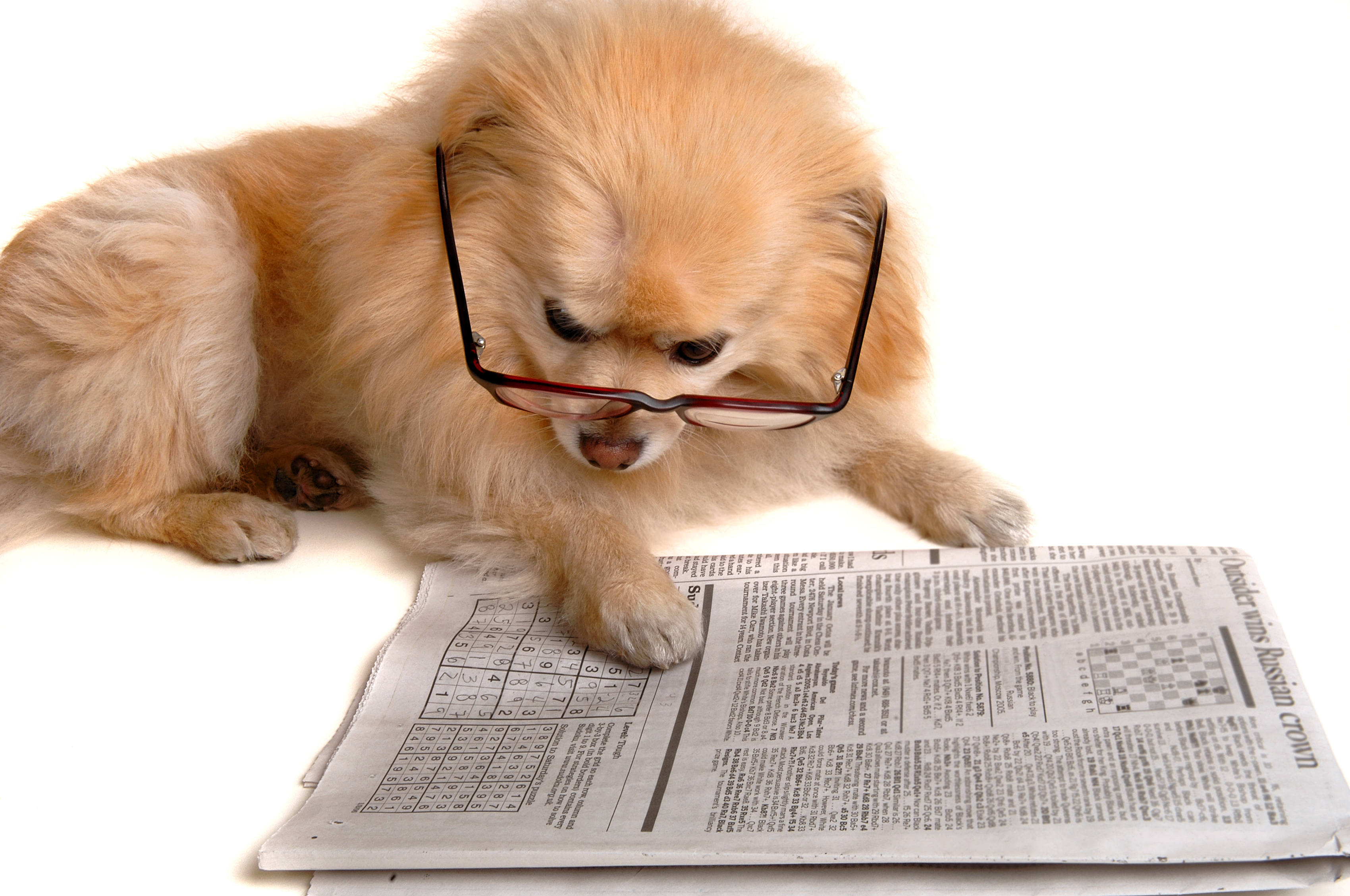 Grafik therapiehunde, texten-im-internet